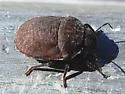 Vanduzeeina borealis - photo 2
