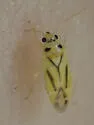 Vanduzeephylus falcatus