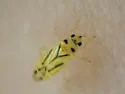Vanduzeephylus falcatus - photo 2