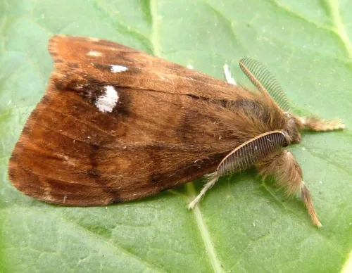 The Vapourer - photo 4