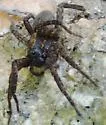 Varacosa avara - photo 2