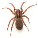 Varacosa avara - photo 3