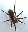 Varacosa parthenus - Varacosa parthenus