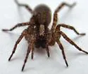 Varacosa parthenus - photo 2