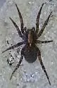 Varacosa parthenus - photo 3