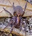 Varacosa parthenus - photo 4