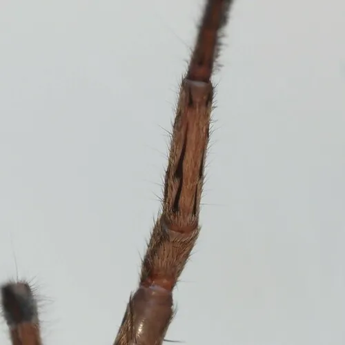 Varacosa shenandoa - photo 2