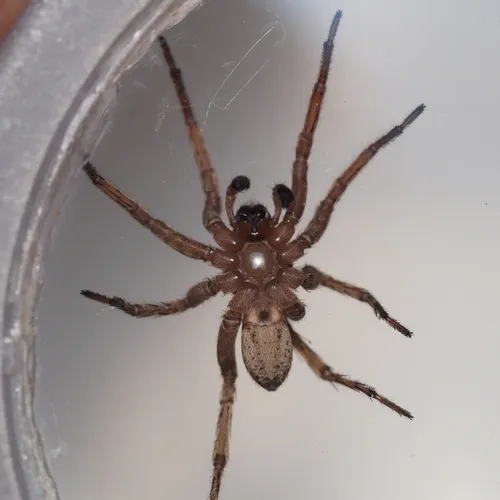 Varacosa shenandoa - photo 3