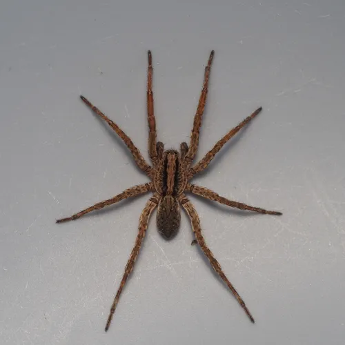 Varacosa shenandoa - photo 4