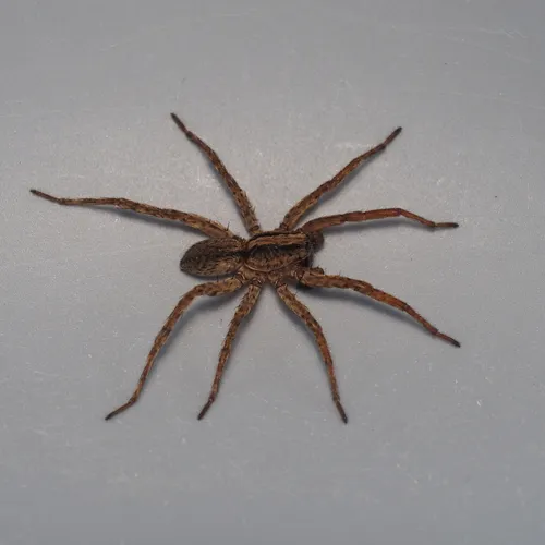 Varacosa shenandoa - photo 5