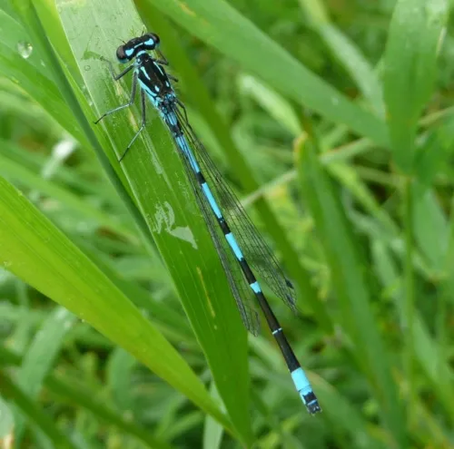 Variable Damselfly