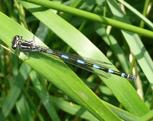 Variable Damselfly - photo 2