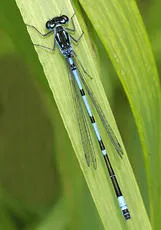 Variable Damselfly - photo 3