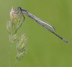 Variable Damselfly - photo 4