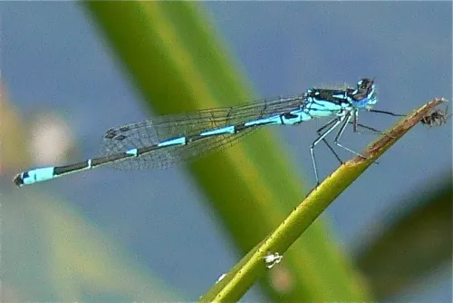 Variable Damselfly - photo 5