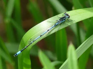 Variable Damselfly - photo 6