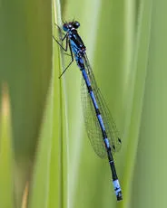 Variable Damselfly - photo 7