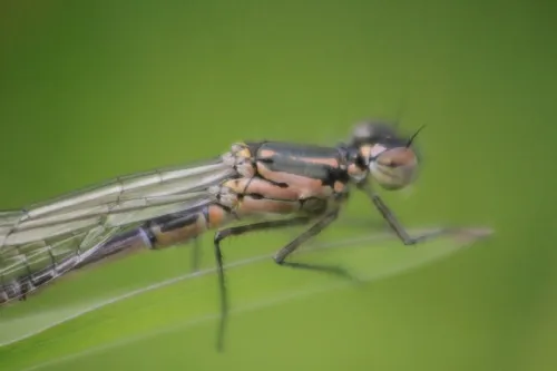 Variable Damselfly - photo 8