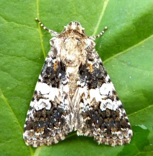 Varied Coronet