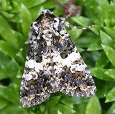 Varied Coronet - photo 2