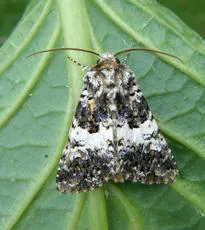 Varied Coronet - photo 3