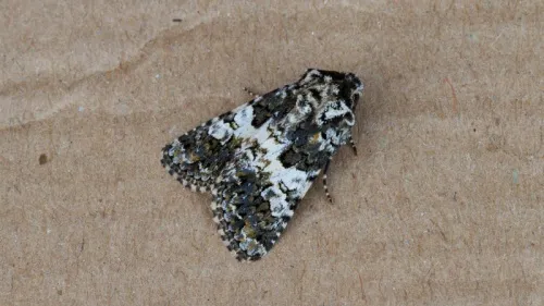 Varied Coronet - photo 5