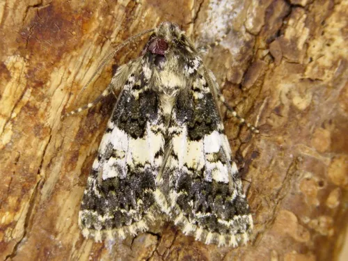 Varied Coronet - photo 7