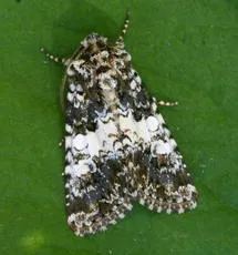 Varied Coronet - photo 8