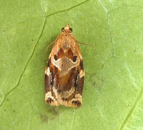 Variegated Golden Tortrix - Archips xylosteana
