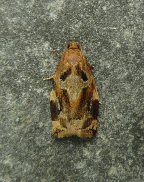 Variegated Golden Tortrix - photo 2
