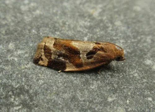 Variegated Golden Tortrix - photo 3