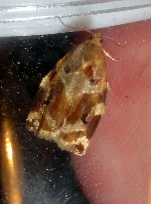 Variegated Golden Tortrix - photo 4