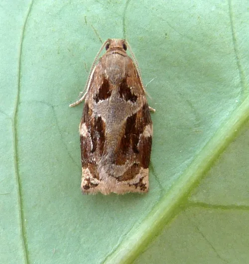 Variegated Golden Tortrix - photo 5