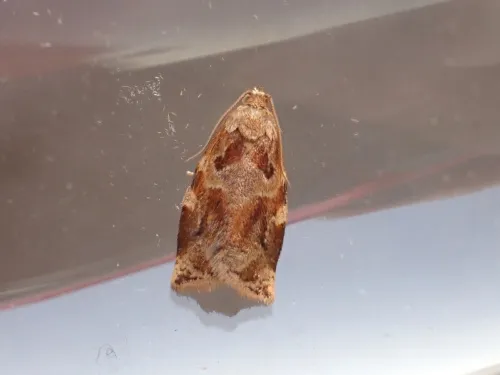 Variegated Golden Tortrix - photo 6