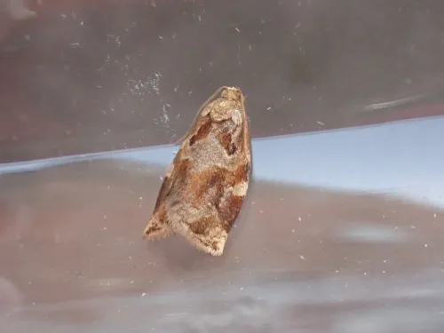 Variegated Golden Tortrix - photo 7