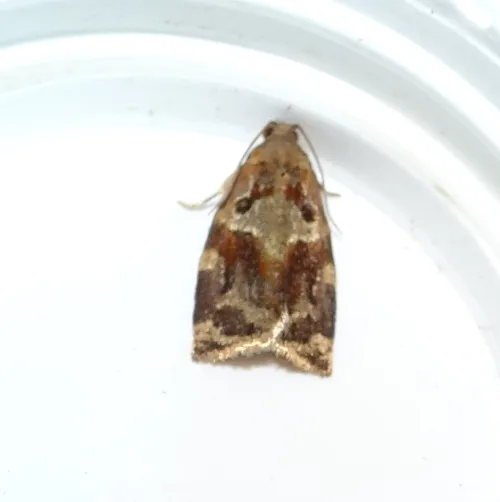 Variegated Golden Tortrix - photo 8