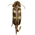 Variimorda insulata