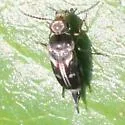 Variimorda insulata - photo 2
