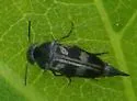 Variimorda insulata - photo 3
