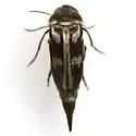 Variimorda insulata - photo 4