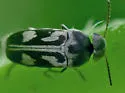 Variimorda insulata - photo 5