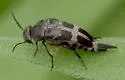Variimorda jovialis