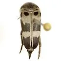 Variimorda jovialis - photo 2