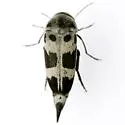 Variimorda jovialis - photo 4