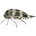 Variimorda jovialis - photo 5