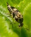Variimorda pubescens - photo 2