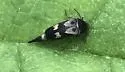 Variimorda pubescens - photo 4