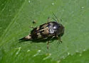 Variimorda pubescens - photo 5