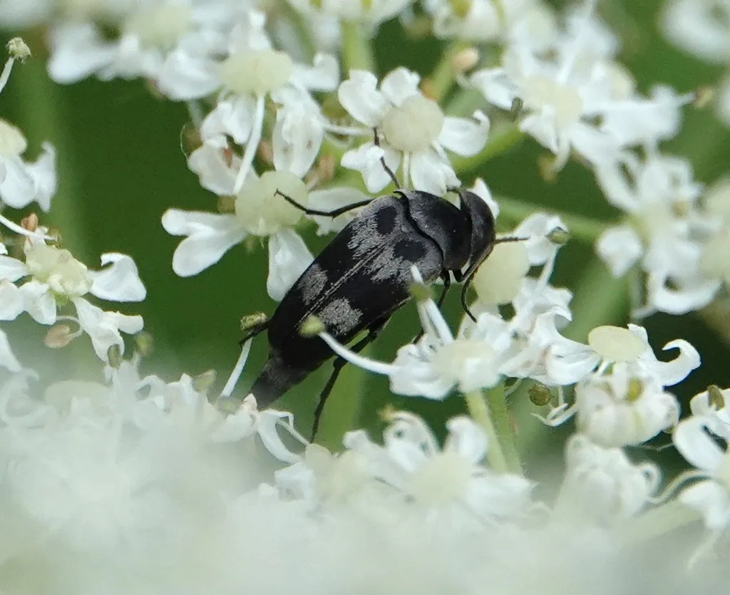 Variimorda villosa - photo 2
