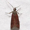 Varneria atrifasciella - Hodges#6030